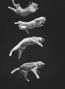 Gatos Aterrizando